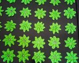 Gambar langkah 3 resipi Semperit susu Cair Dimulut.