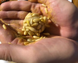 Foto del paso 7 de la receta: Panellets