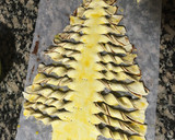 Foto del paso 4 de la receta: Árbol de hojaldre y chocolate
