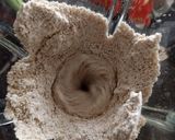 Foto del paso 1 de la receta: Pancito de avena al sartén