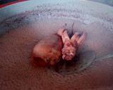 Foto del paso 2 de la receta: Calamares a la gallega