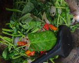 Foto langkah ke 3 dari resep Tumis kangkung.
