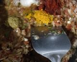 મિક્સ શાક (Mix Shak Recipe in Gujarati) રેસીપી સ્ટેપ1ફોટો