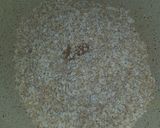 A picture of step 1 of Millet Munchurian.