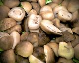 Hình bước làm 2 của món Cháo Cá Nấu Bầu, Nấm Rơm, Trứng Vịt Lộn