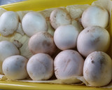 Foto del paso 1 de la receta: Champiñones empanados