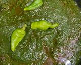 A picture of step 4 of Palak aloo 🌱🍃.