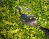 A picture of step 3 of Chanay ki dal palak.
