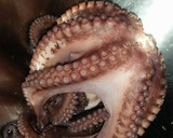 Foto del paso 1 de la receta: Pulpo a la Gallega