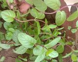 મિન્ટ પાણી (Mint water recipe in Gujarati) રેસીપી સ્ટેપ1ફોટો