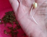 Foto del paso 7 de la receta: Brotes de mungo (mal llamados brotes de soja) 🌱 🫘