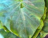 A picture of step 1 of Gujarati RasPatra / PaniPatra - A Delicious & Nutritious Evening Snack Made From Colocasia Leaves.