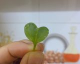 Hình bước làm 1 của món Salad rau mầm rong biển
