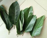 A picture of step 1 of How to tie moi moi leaf.