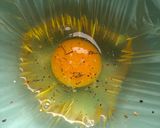Foto del paso 5 de la receta: Crema de coliflor con níscalos y huevo poché