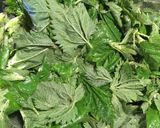 A picture of step 3 of Sautéed stinging nettles.