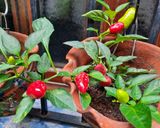 Foto del paso 1 de la receta: Aceite de ajo y ajíes P.P. (10 XL picante)