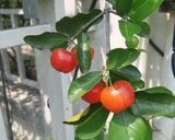 รูปขั้นตอนการทำที่ 1 ของ Acerola Cherry Enzyme Syrup น้ำเชื่อมหมักเชอร์รี่ออสซี่ในสวนไทย