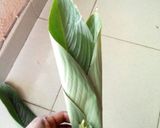 A picture of step 5 of How to tie moi moi leaf.