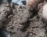 A picture of step 6 of Brown Rice Flour And Oats Chocolate Cookies.