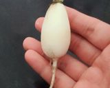 Hình bước làm 5 của món Canh củ nấu sườn non + xôi nếp