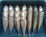 Foto langkah ke 1 dari resep Ikan Goreng Ketumbar.