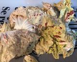 Une image de l'étape 2 de Salade composée à la mortadelle (tomates ananas,endives rouges et castelfranco).