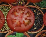 A picture of step 5 of Deep Fried Tomato گوجه فرنگی سرخ شده.