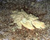 Foto langkah ke 2 dari resep Tumis Usus Ayam.