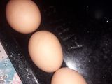 Pepas Integrales de Avena y harina Integral