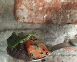 Foto del paso 6 de la receta: Aderezo a base de semilla de papaya