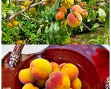 Une image de l'étape 1 de Marmelade de pêches de vigne.