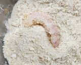 Foto del paso 3 de la receta: 🦐🍋‍🟩Langostinos rebozados en panko 🦐Con mayonesa alimonada 🍋‍🟩🦐