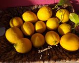 Φωτογραφία βήματος 1 της συνταγής 🍋 Πώς διατηρούμε τα λεμόνια και τον χυμό τους