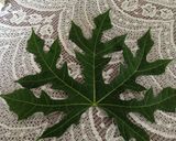 Foto langkah ke 1 dari resep Oseng daun kates jepang dan suwir ikan asin peda.