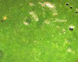 A picture of step 1 of Palak dhokla.