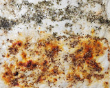Foto del paso 4 de la receta: Pan de pizza clásico y gourmet