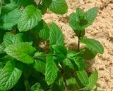 Foto del paso 1 de la receta: Quipe (kibbeh) versión nutritiva