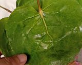 Foto langkah ke 1 dari resep Minyak Cem-Ceman Homemade untuk Rambut Sehat.