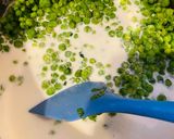 Zöldborsófőzelék 🫛 recept fázis 4 fotója