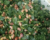 முருங்கை கீரை பொரியல் 🥗☘️ ரெசிபி ஸ்டேப் 1 புகைப்படம்