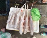 Hình bước làm 1 của món Bún cá nhám