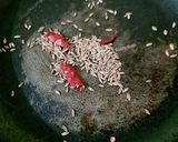 A picture of step 2 of Curd rice.