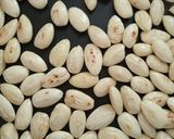 Polvorón, avagy spanyol karácsonyi mandulás keksz recept fázis 1 fotója