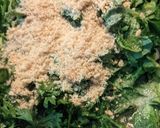 A picture of step 2 of Carrot leaves sabzi.