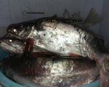 Foto langkah ke 1 dari resep Gulai sampadeh ikan Gaguk.