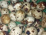 Sate Telur Puyuh