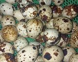 Foto langkah ke 1 dari resep Sate Telur Puyuh.