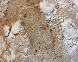 Foto del paso 6 de la receta: Pan integral casero