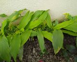 A picture of step 1 of Instant Haladipatra Pitha (pitha with turmeric leaf).